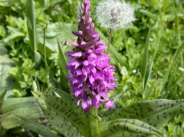 Bredeorchis090503